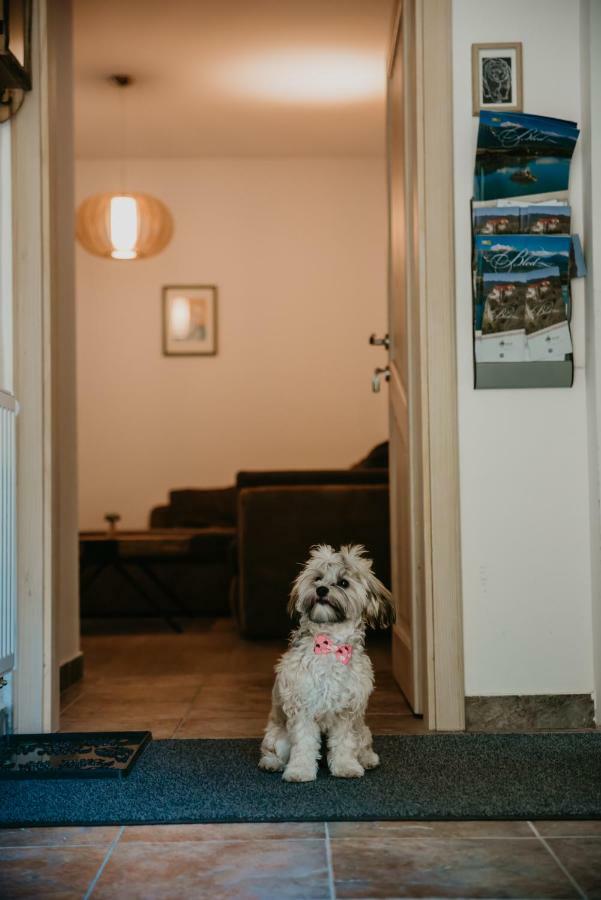 Apartments Villa Vesna Pokljuka Goreljek 외부 사진